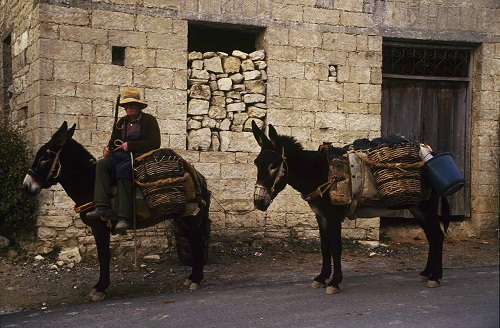 Omodos, donkeys in daily activities.